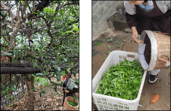 津喬“冰島老寨1485古茶園”區(qū)塊鏈數(shù)字存證源頭質(zhì)量保薦溯源正式啟動