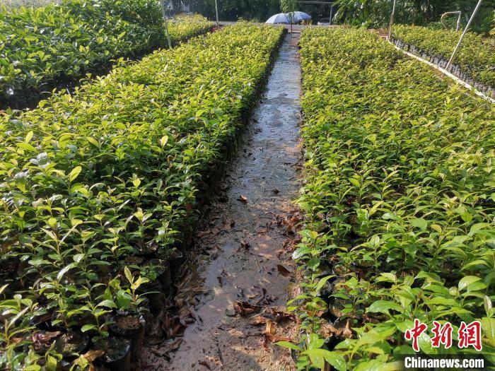 國家一級保護植物豬血木在廣東陽春實現(xiàn)人工擴繁