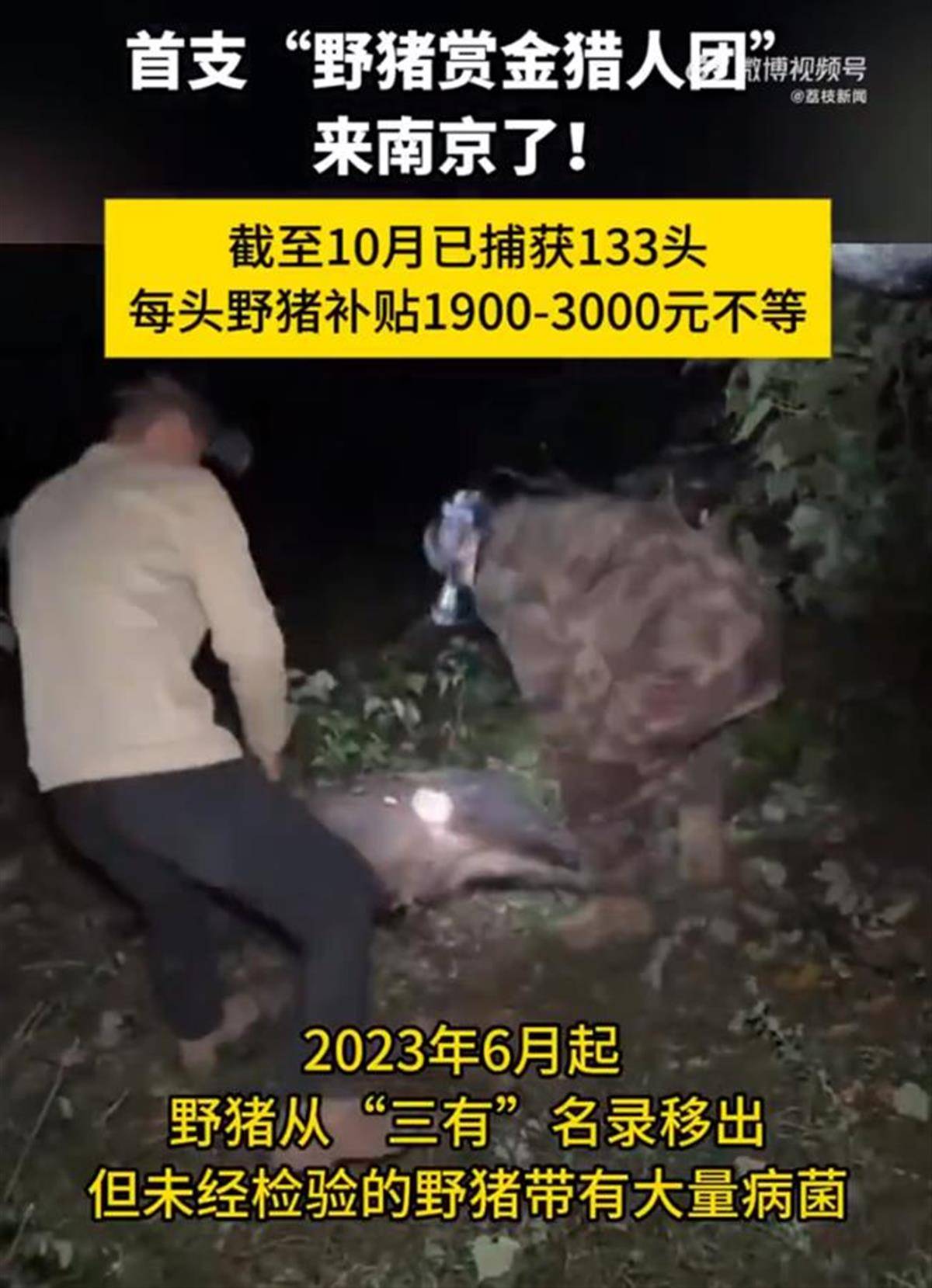 賞金獵人團已在南京捕獲133頭野豬，還差67頭才能拿到每頭二三千元補貼，他們真的很賺錢？