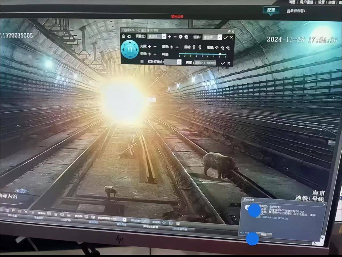 晚高峰地鐵隧道內(nèi)出現(xiàn)野豬？南京地鐵：屬實，正調(diào)查核實詳情