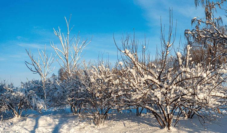 今日大雪：仲冬時節(jié)開始 北方降雪增多寒徹骨 南方降雨為主