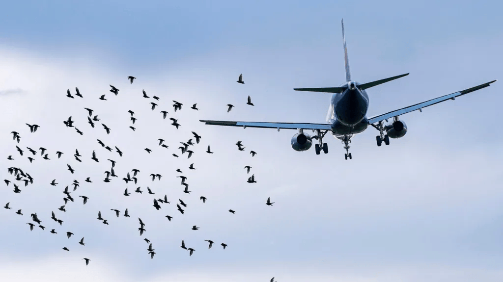 航空專家：撞鳥本身通常難以導致飛機墜毀